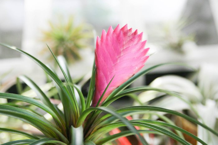 Η Τιλάνσια Cyanea ανήκει στην οικογένεια των Βρομελιών, φυτών ενδημικών της Νότιας Αμερικής.