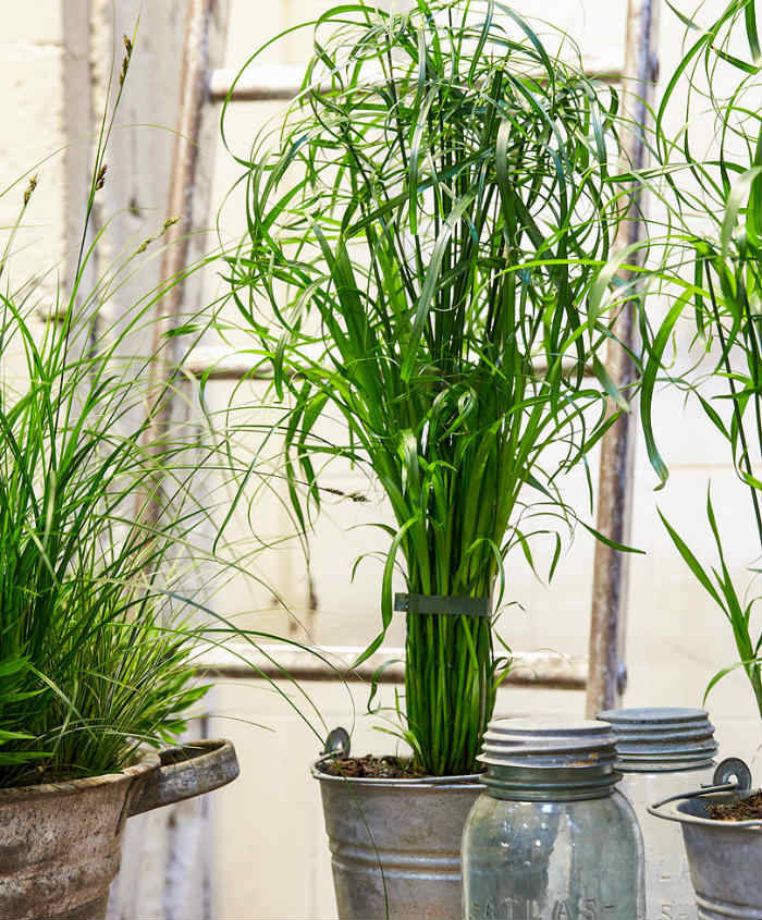 Ο Πάπυρος ομπρέλα ανήκει και αυτός στην ευρύτερη οικογένεια των φοινικοειδών.