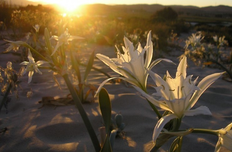 ΚΡΙΝΑΚΙΑ ΤΗΣ ΘΑΛΑΣΣΑΣ