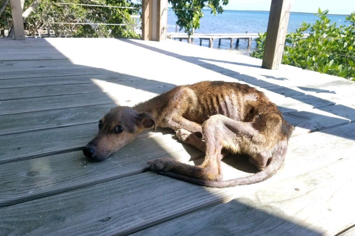 ΣΚΥΛΟΣ ΝΑΥΑΓΟΣ