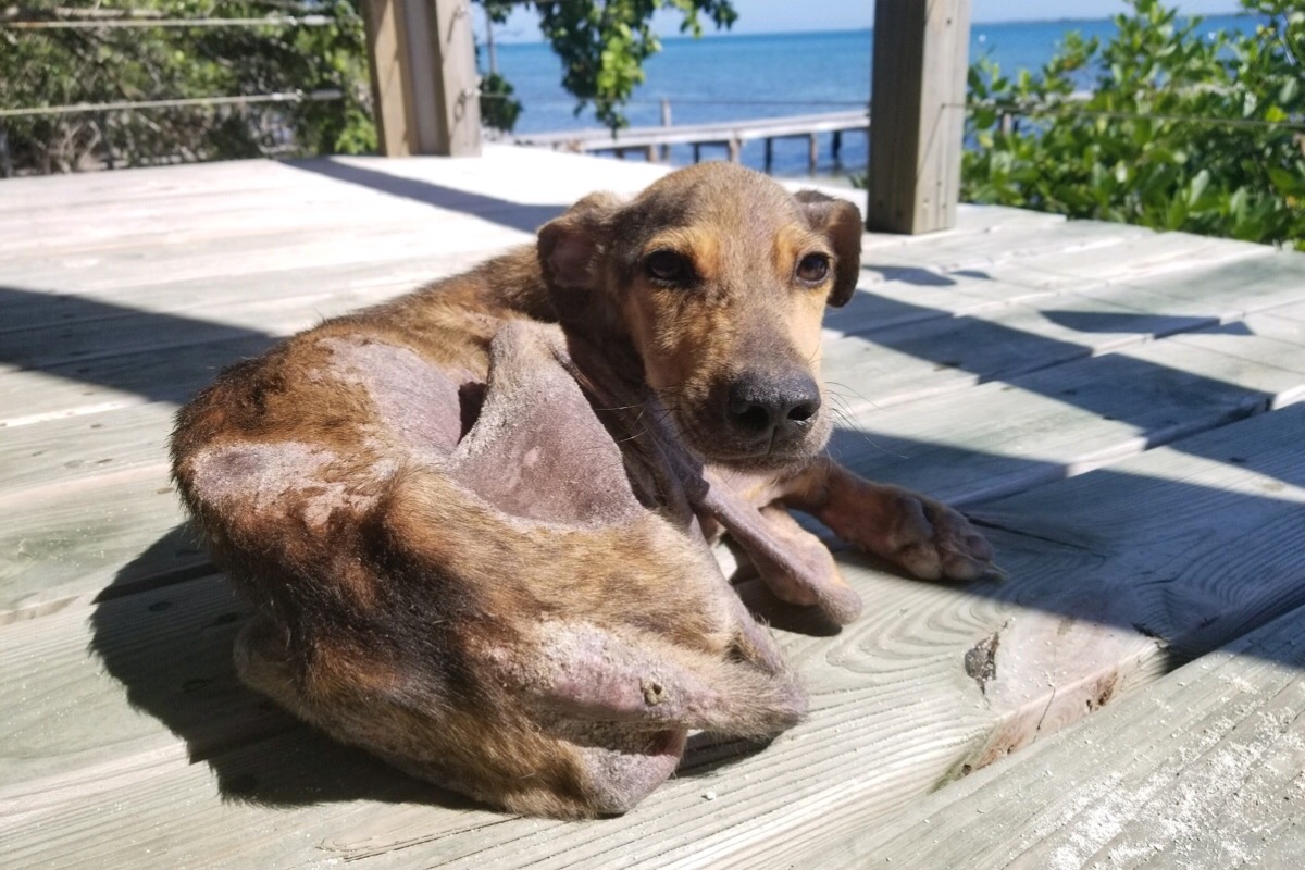 σκύλος ναυαγός