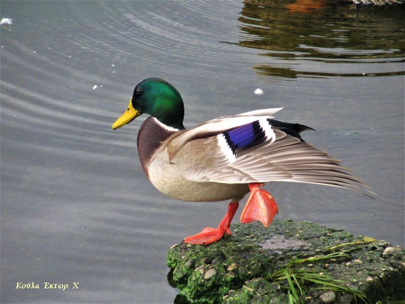 Πάπια Ιωαννίνων