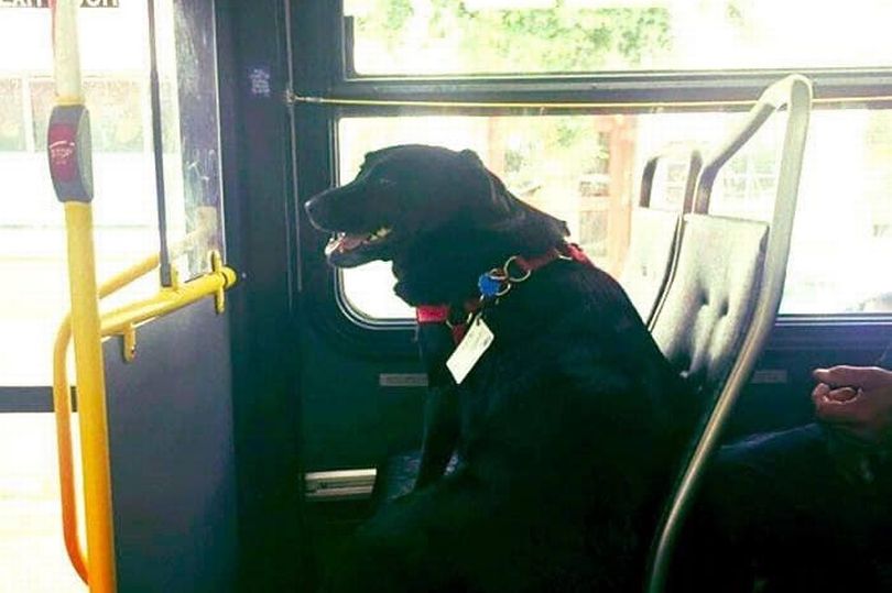 Σκύλος παίρνει λεωφορείο