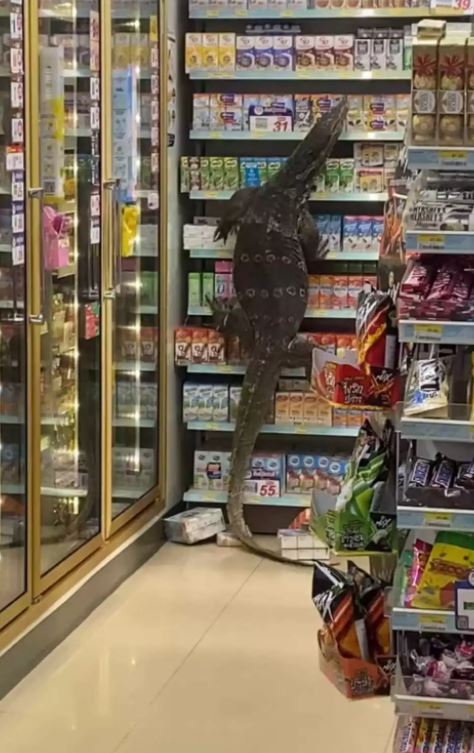 Εισβολή τεράστιας σαύρας σε σούπερ μάρκετ της Ταϊλάνδης.