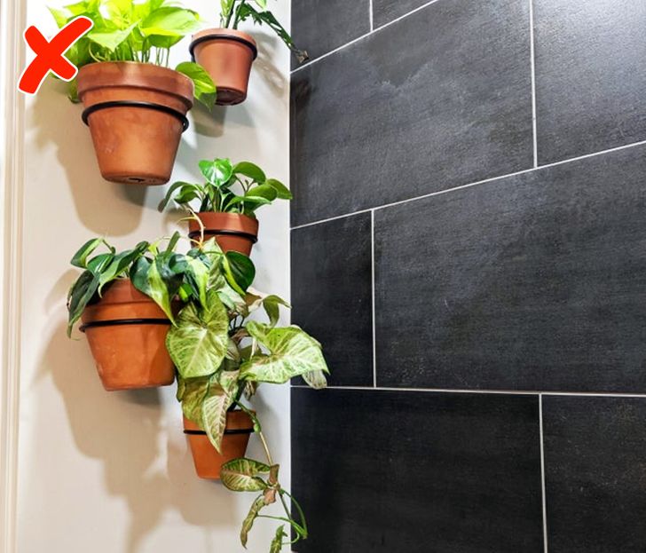 Μπάνιο φυτά