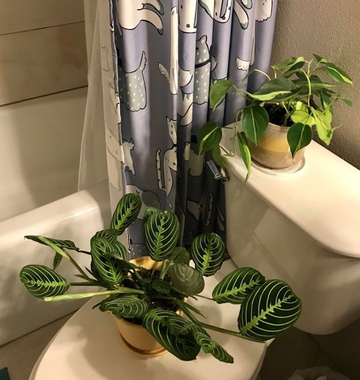 Φυτά στο μπάνιο