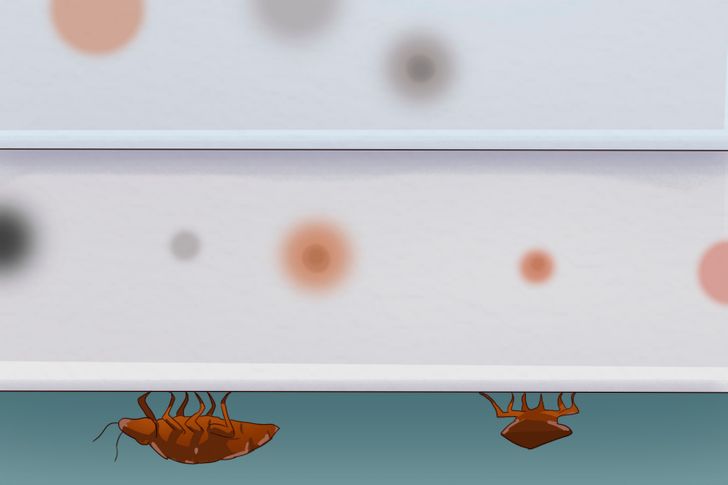 Κοριοί στο σπίτι