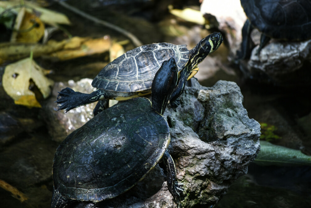Περιστατικό λίμνης Μπελέτσι: Τι συνέβη, με τις χελώνες του νερού;