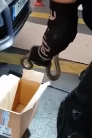ΚΤΕΛ Κηφισού: Βρέθηκε φίδι σε μοτέρ αυτοκινήτου.