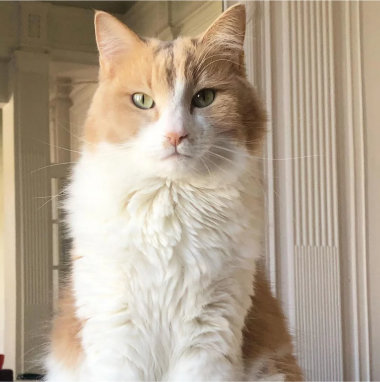 Η γάτα της Δωροθέας Μερκούρη