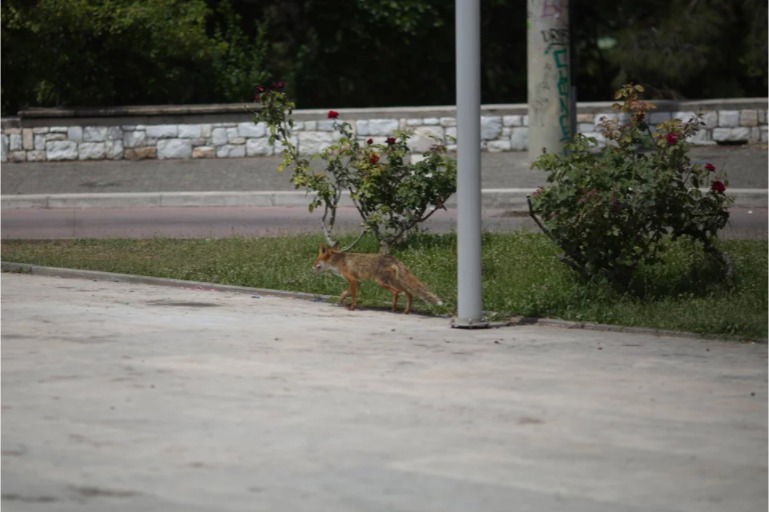 Αλεπού σε βάφτιση