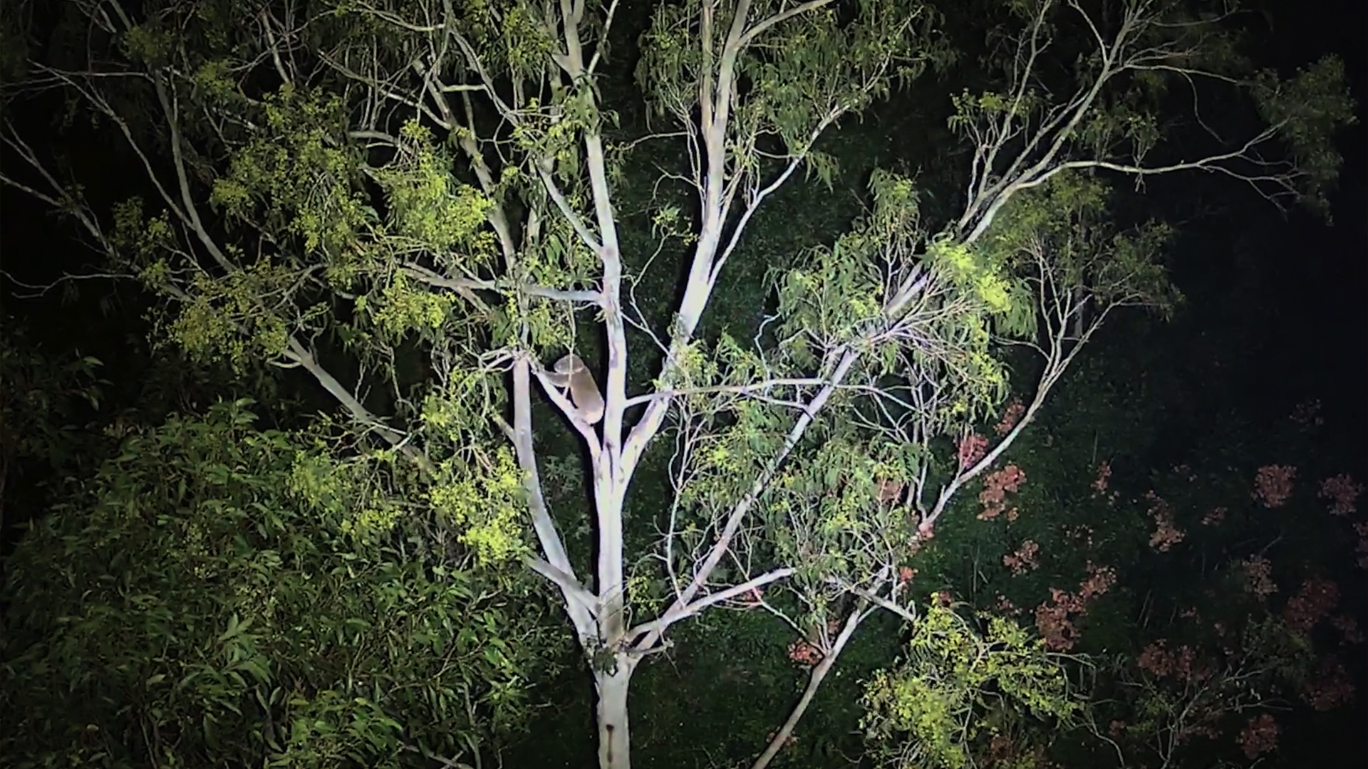 Ντάγκλας Θρον σώζει ζώα με drone