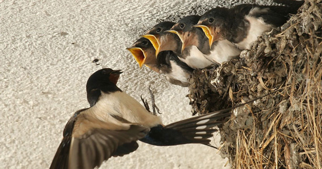 Ποινικό αδίκημα η θανάτωση χελιδονιών.