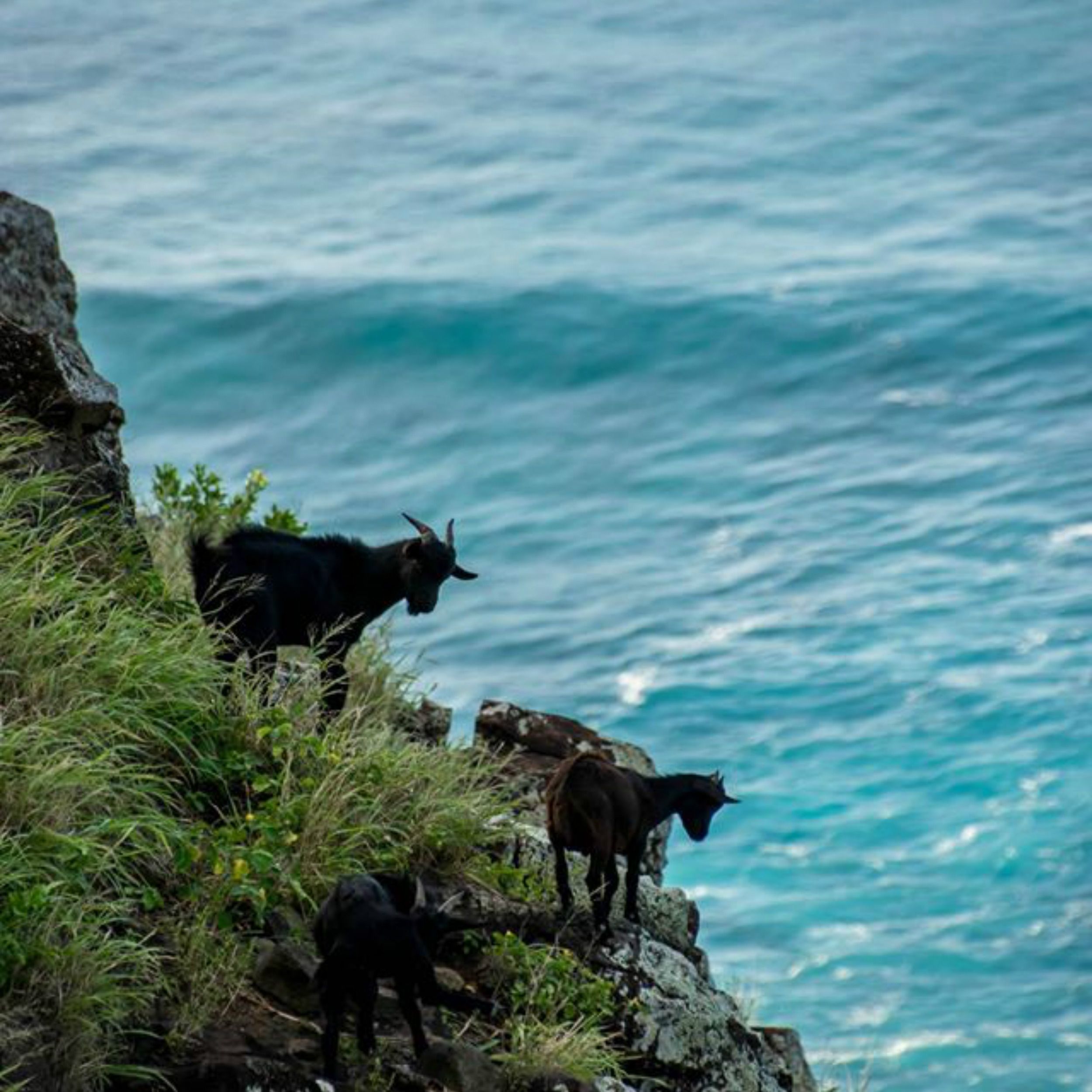 κατσίκες στη Χαβάη