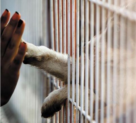 υιοθεσία αδέσποτων ζώων