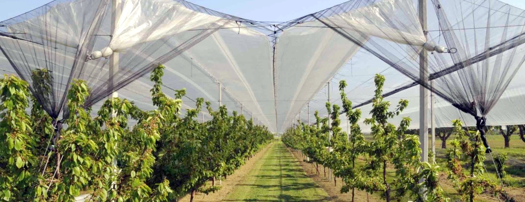 Αντιχαλαζιακά δίχτυα σε καλλιέργεια