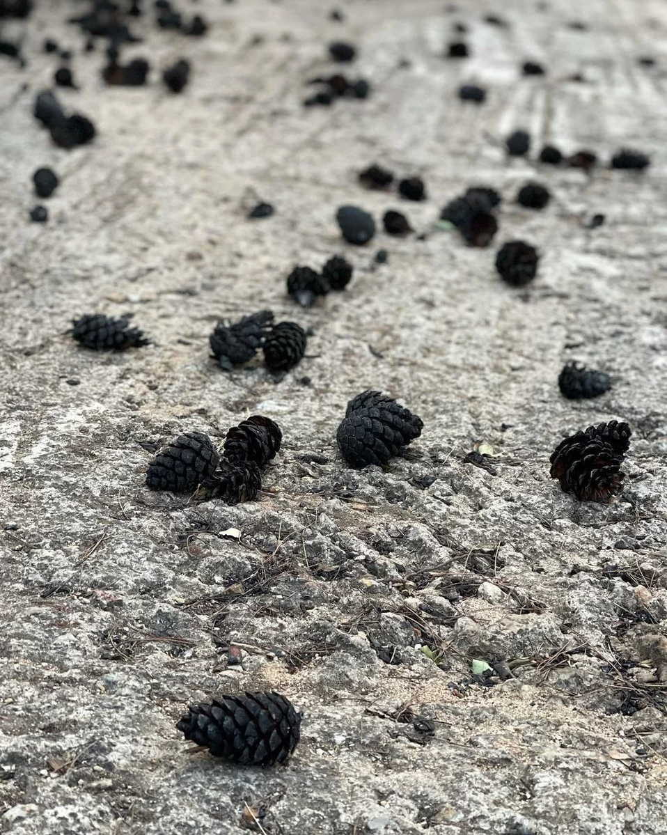 Κατρίνα Τσάνταλη