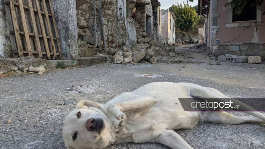 Σεισμός στην Κρήτη σκύλος 