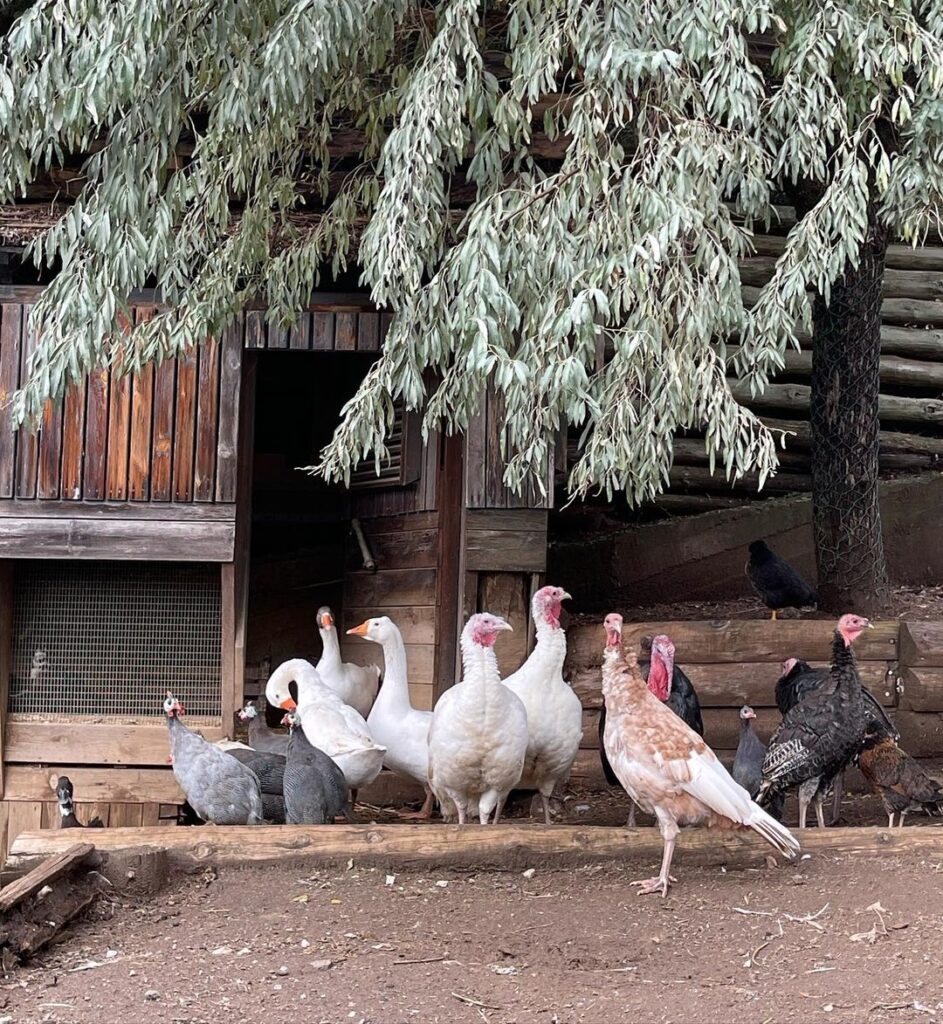 Παύλιανη Μπαλατσινού