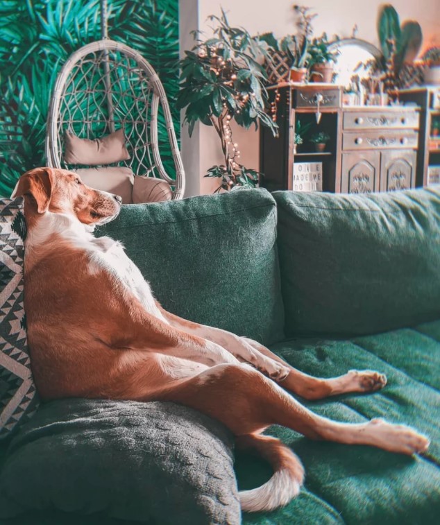 Λουκουμάς Νικόλιζα