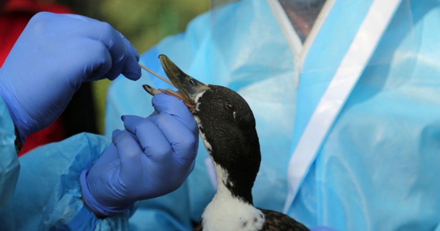 H5N1: Έξαρση γρίπης των πτηνών εντοπίστηκε σε πτηνοτροφείο πάπιας