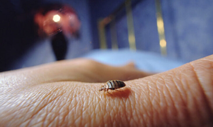 Κοριοί εξόντωση 