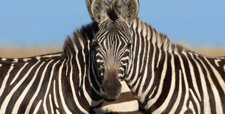 Το τεστ παρατηρητικότητας με τις ζέβρες 