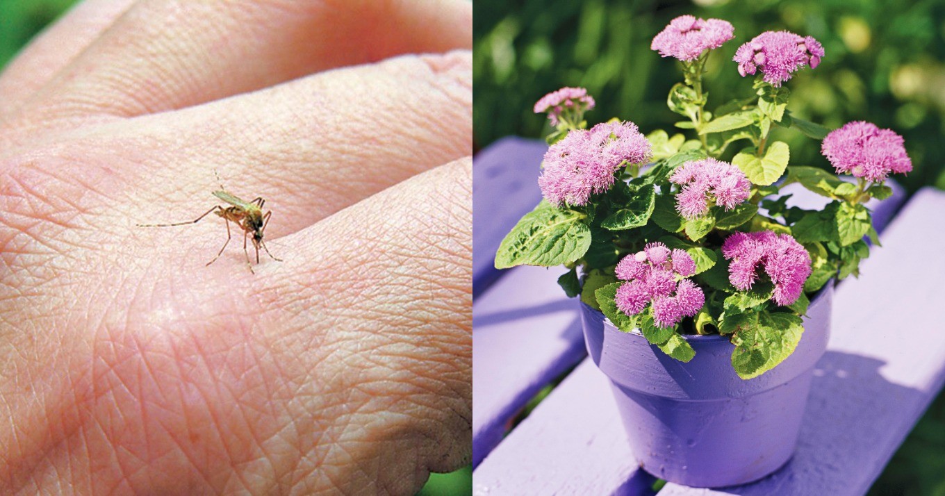 Τα αντικουνουπικά της φύσης: 10 φυτά για τον κήπο ή το μπαλκόνι σας, που διώχνουν  τα κουνούπια το καλοκαίρι