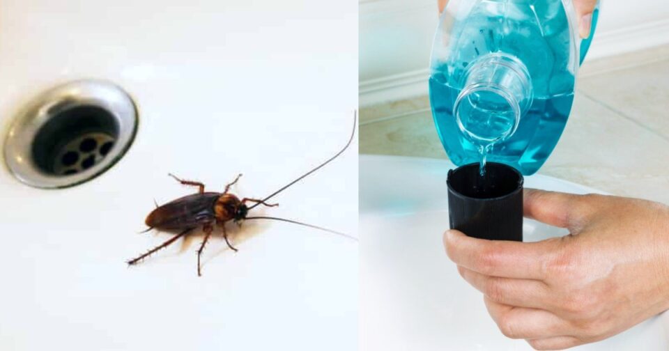 Θανατηφόρος συνδυασμός: Το υγρό που έχουμε όλοι στο μπάνιο και εξολοθρεύει  τις κατσαρίδες για τα καλά
