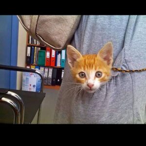 Άντα Λιβιτσάνου