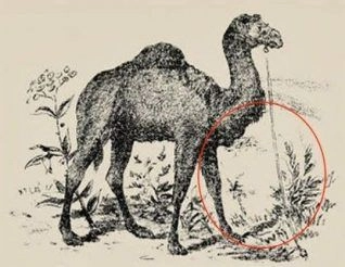 Ψυχολογικό τεστ με καμήλα 