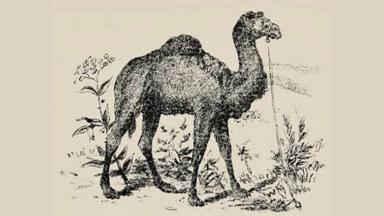 Ψυχολογικό τεστ με καμήλα 