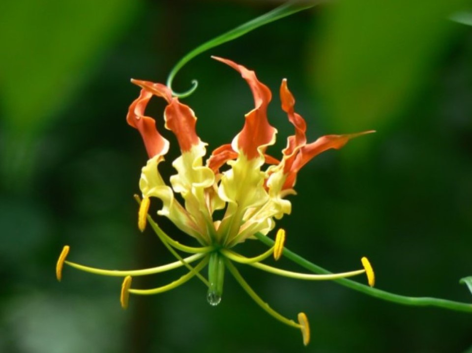 τοξικό φυτό