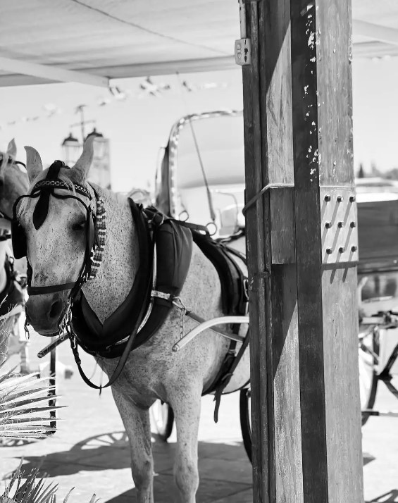 Εριέττα Κούρκουλου Σπέτσες